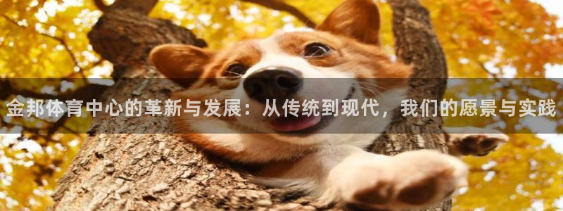 意昂4开户：金邦体育中心的革新与发展：从传统到现代，